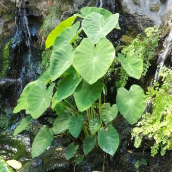 COLOCASIA Esculenta