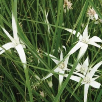 DICHROMENA Colorata
