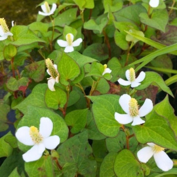 HOUTTUYNIA Cordata