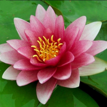 NYMPHAEA 'Rembrandt'