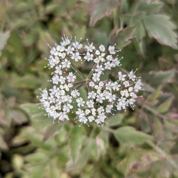 OENANTHE Fistulosa 'Flamingo'