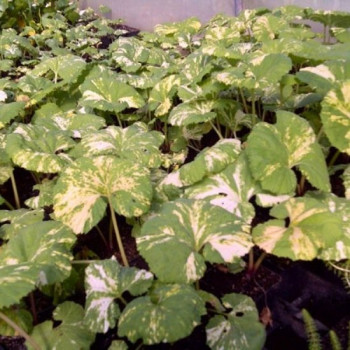 PETASITE Japonicus 'Variegatus'