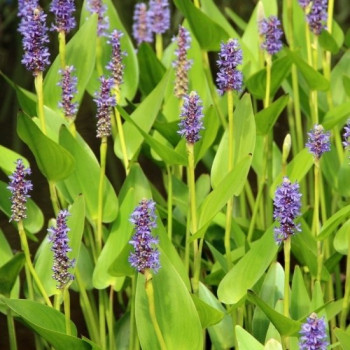 PONTEDERIA Cordata