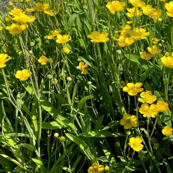 RANUNCULUS Lingua