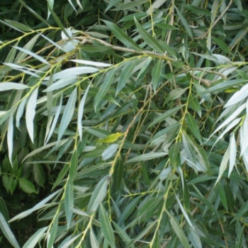 SALIX Alba