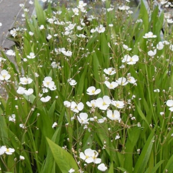 SAGITTARIA Graminea