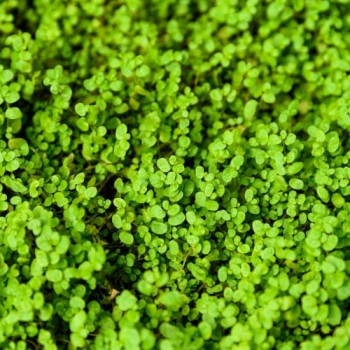 SOLEIROLIA Soleirolii