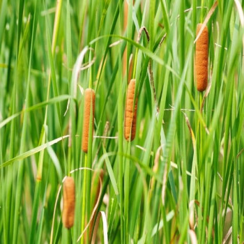 TYPHA Angustifolia