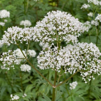 Valériane Officinalis