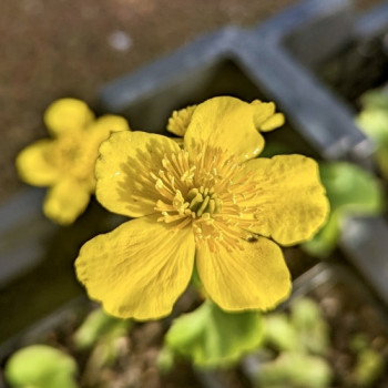 CALTHA Palustris