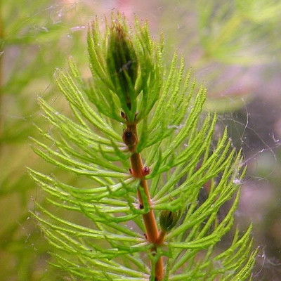 plante oxygenante ceratophyllum