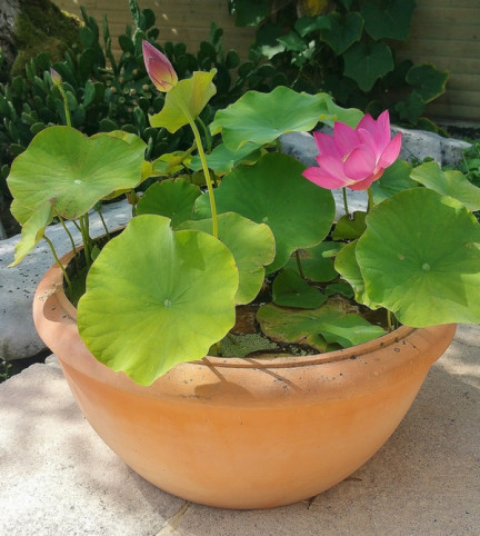 lotus en vasque etanche