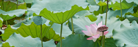 lotus