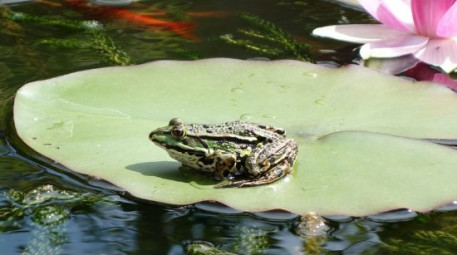 biodiversite bassin