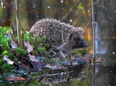biodiversite d'un bassin