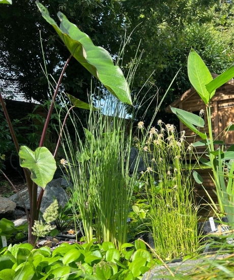 plantes de rives de bassin