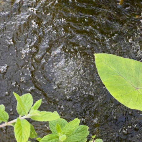 aerateur de bassin