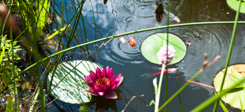 L'impact écologique et la biodiversité d'un bassin