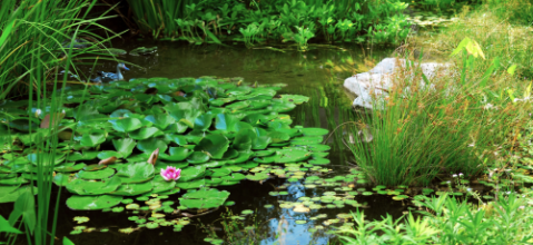 Comment planter les végétaux dans un bassin ?