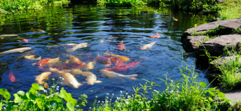Constuire un bassin : guide pratique