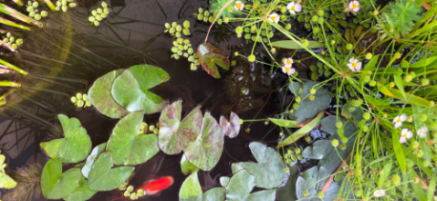 Les différentes plantes aquatiques