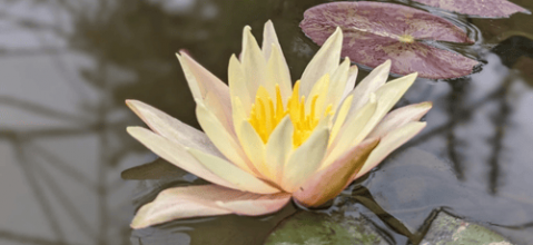 Comment planter les nénuphars et lotus ?