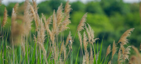 Le roseau phragmite