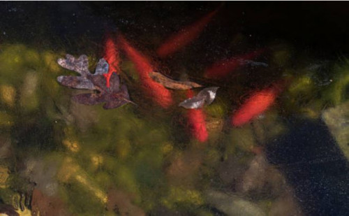 poissons sous la glace du bassin en hiver