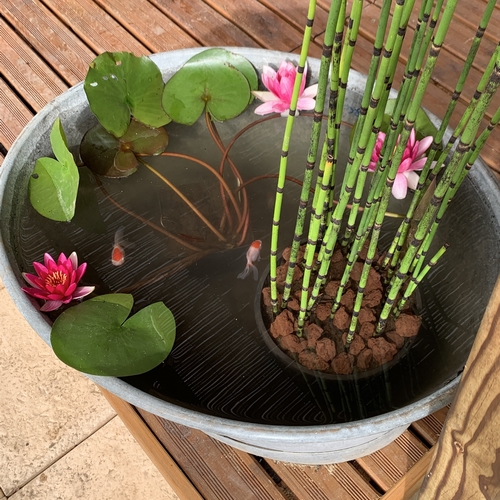 Nenuphar dans un mini bassin