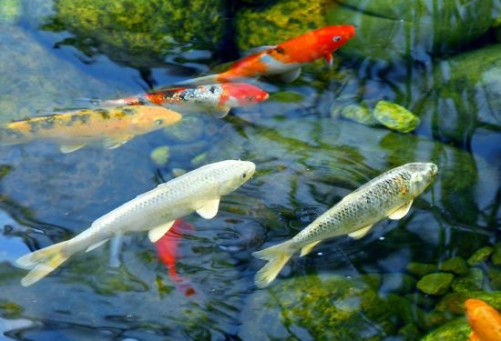ajouter des poissons dans un bassin