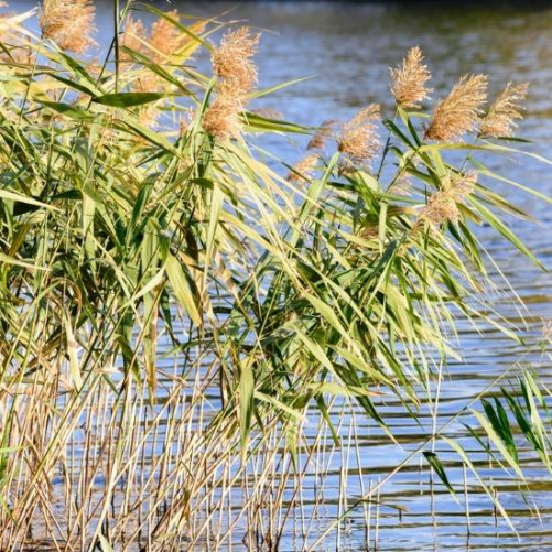 roseau plante filtrante