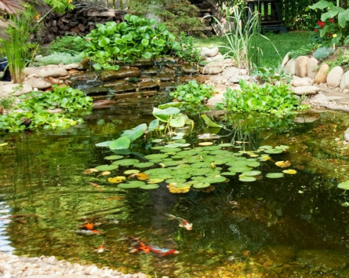construire un bassin naturel