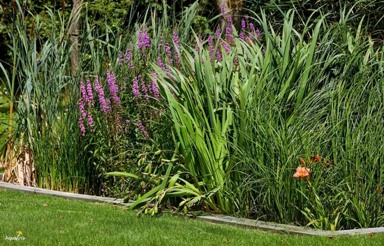plantes filtrantes epuratrices